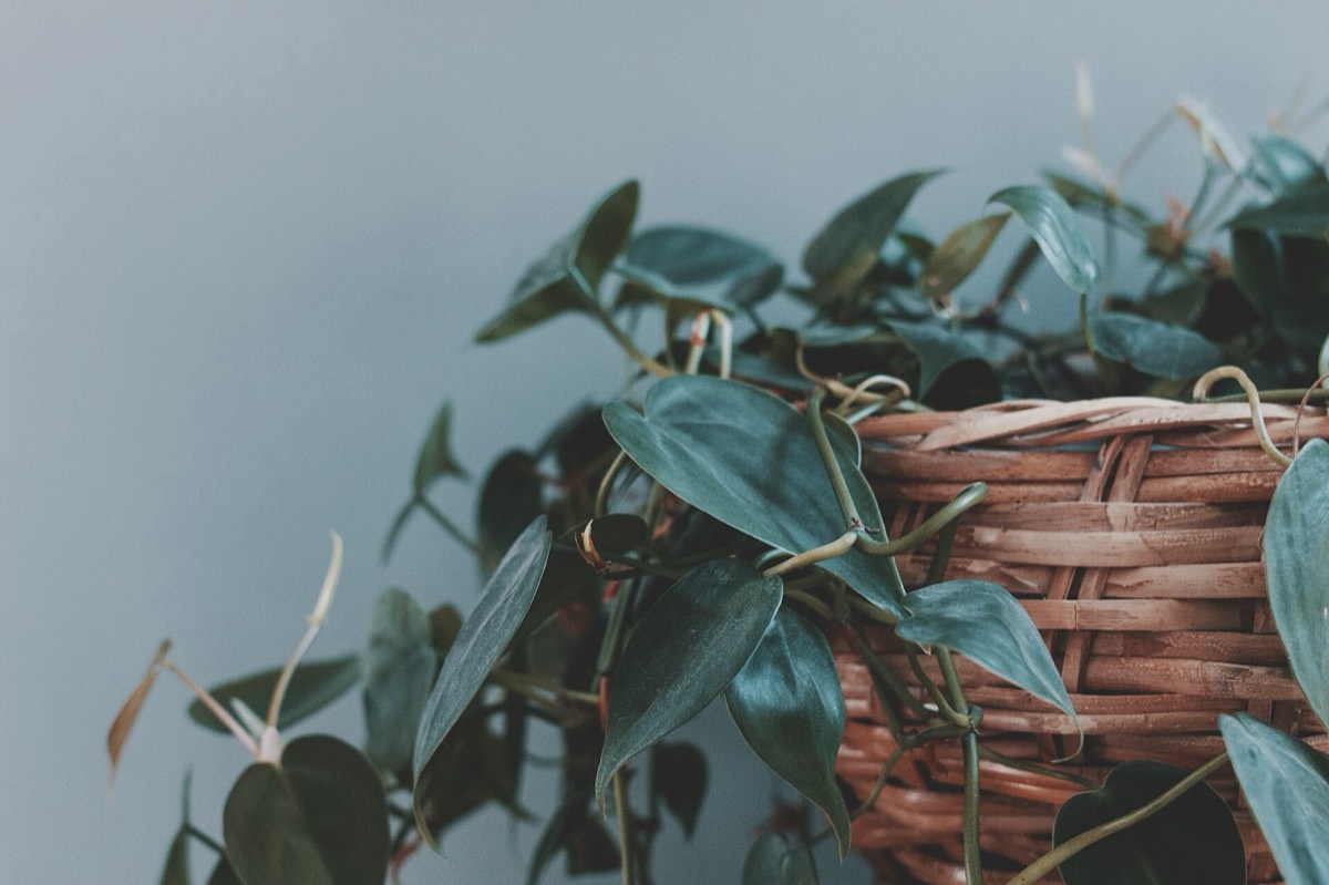 Do Houseplants Improve Bedroom Air?