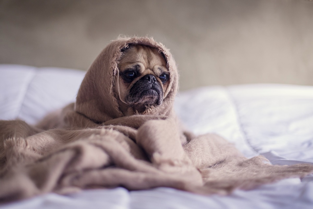 How Do You Keep Pet Hair Out of the Bed?