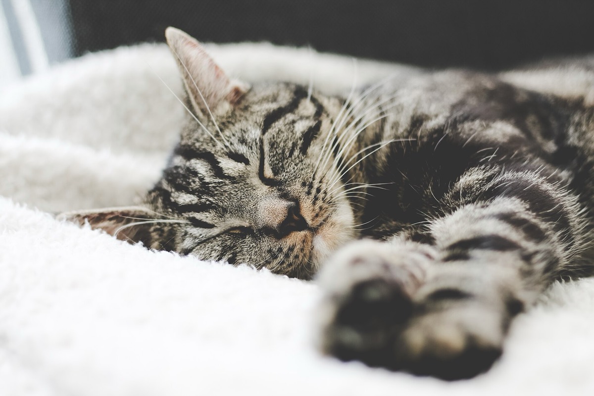 Should You Use a Weighted Blanket?